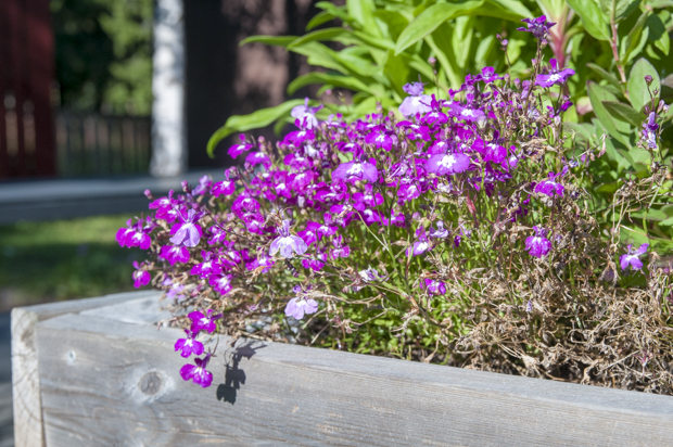 Blomlåda