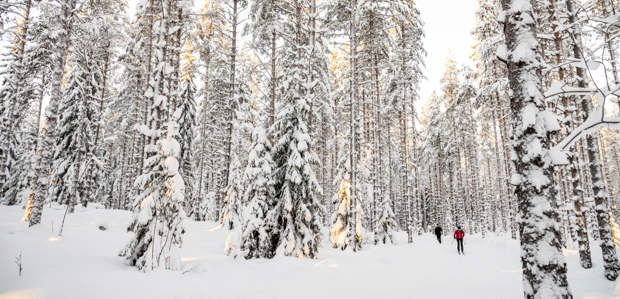 Skidspår bland hög skog