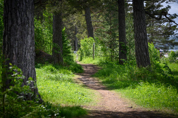 En stig mitt i en skog.
