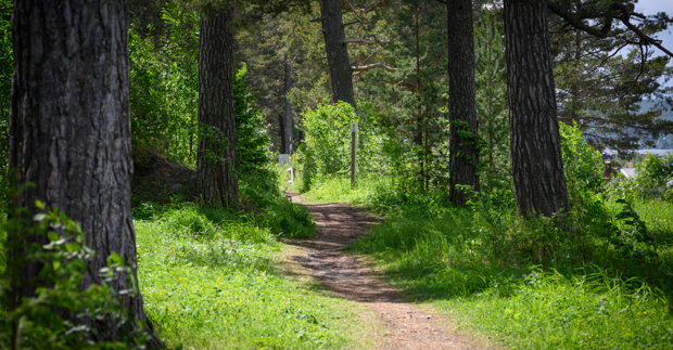 En stig som slingar sig fram mellan tallar