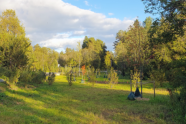 En park i kvällssol med flera nyplanterade träd