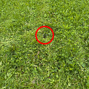 Röd ring runt knappt synligt glas i gräsmatta