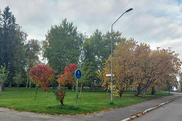 Ängeparken i höstfärger
