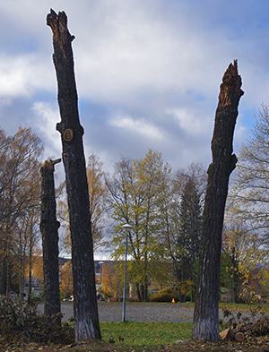 Högstubbar - tre träd som är kapade flera meter upp