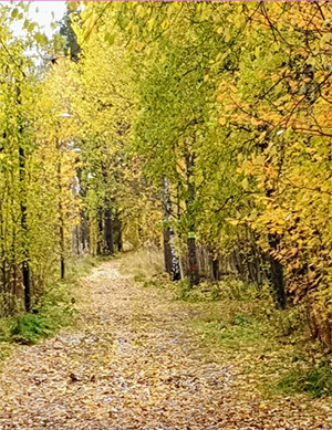 En stig genom lövskog i höstfärger