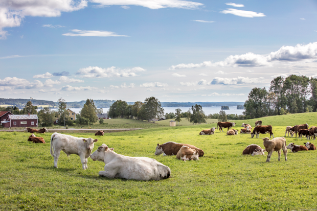 En lantlig scen med kor som betar och vilar på en grön äng vid en sjö. I bakgrunden syns träd, några hus och en sjö med skogsklädda öar under en blå himmel med spridda moln.