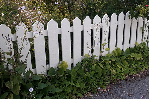 Parksallad som är på väg att smita ut ur en trädgård