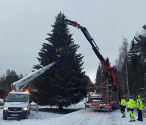 En mycket stor och yvig gran omringad av kranbilar inför fällning och transport.
