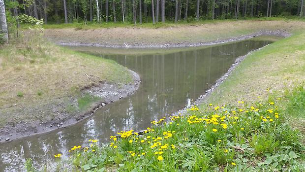 En vattenfylld damm. Det syns att det skulle kunna vara mera vatten i dammen för kanterna har tunt gräs - det översvämmas ibland. I förgrunden är det gula blommor och i bakgrunden syns granskog.
