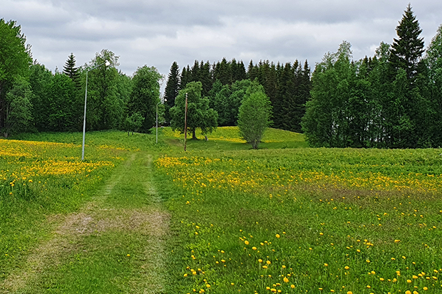 Gröna fält med maskrosor. Över fältet går två hjulspår och utefter hjulspåren står gatlyktor.