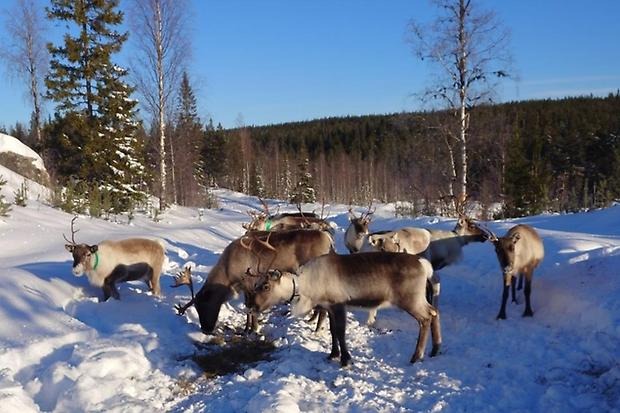 renar i snölandskap