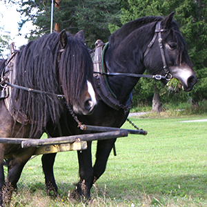 Foto: 2 hästar i arbete. Den ena äter gräs