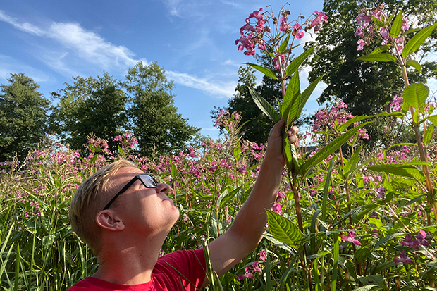 Rosa blomma som är högre än en man