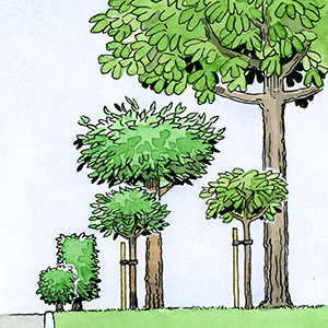 Illustration: unga buskar och träd