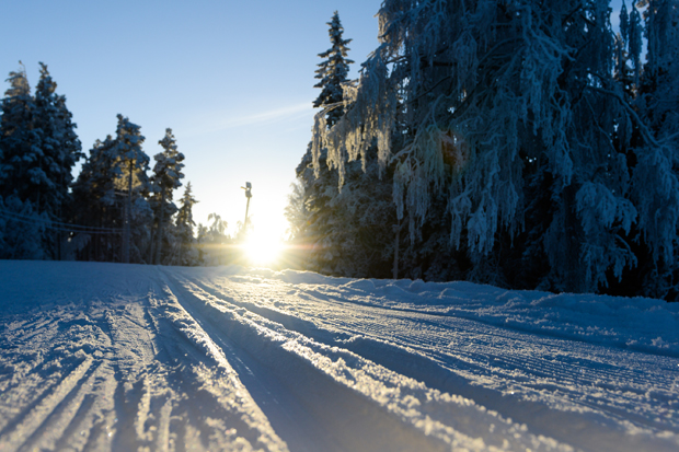 Skidspår i solnedgång kantade av snötäckta granar