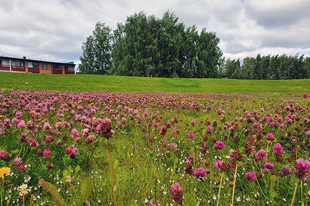 Massor med blommande rödklöver i en gräsmatta