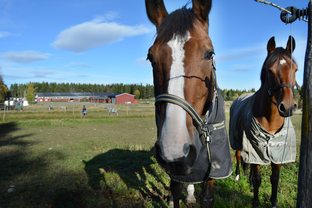 Två hästar i närbild i en hage. 