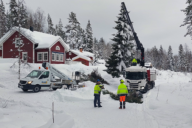 Fordon och arbetsklädd personal vid nedtagning av en stor gran vid ett hus i ett vintrigt landskap