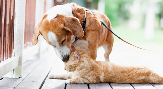 En hund och en katt tillsammans