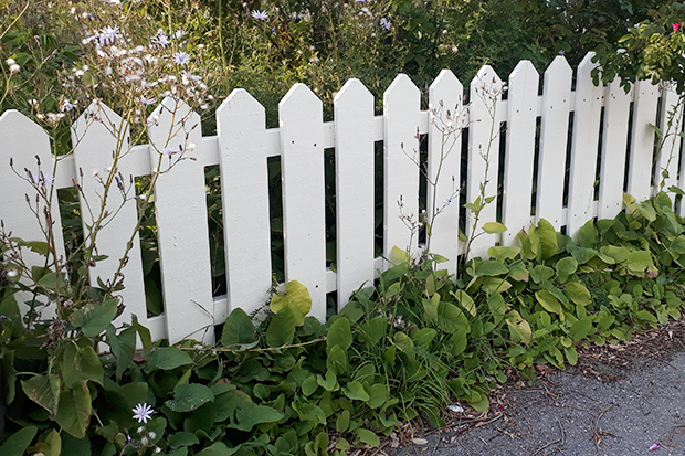 Parksallat  som är på väg att smita ut ur en trädgård