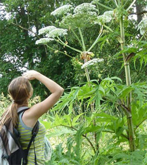 Bild: Jätteloka - en blomma som är högre än en kvinna som står intill