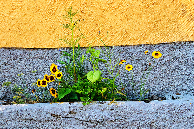 Blommor mot bakgrund av solig husvägg i gul puts.