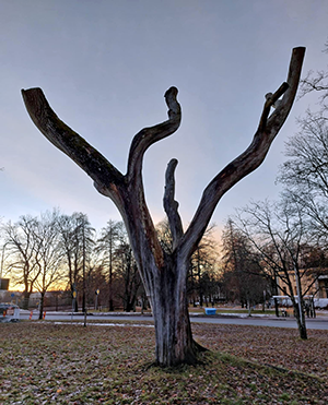Ett dött träd som är kapat till några meters höjd med några grova grenar kvar