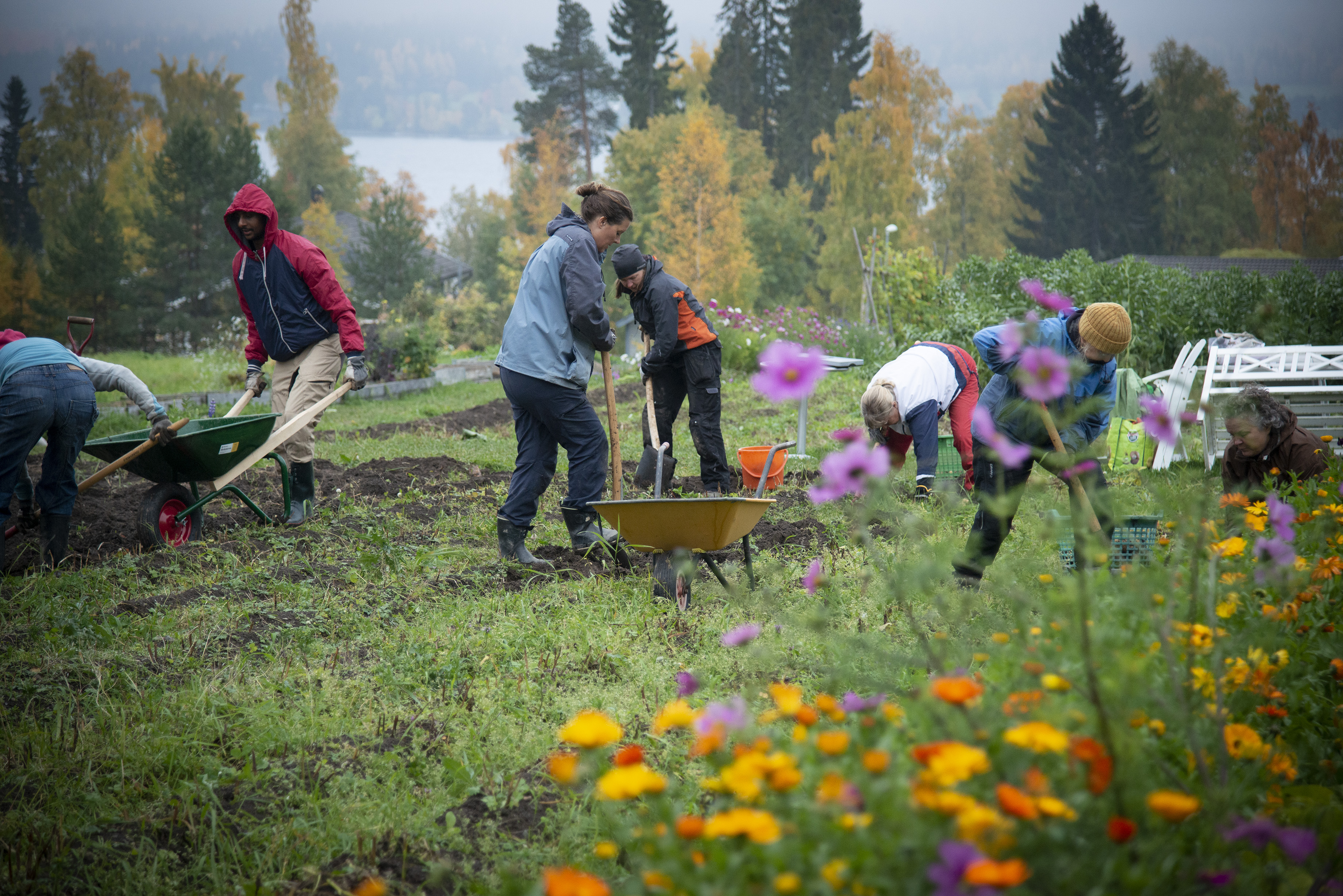 Flera personer gräver tillsammans på en sluttning. Det växer blommor och grönsaker.