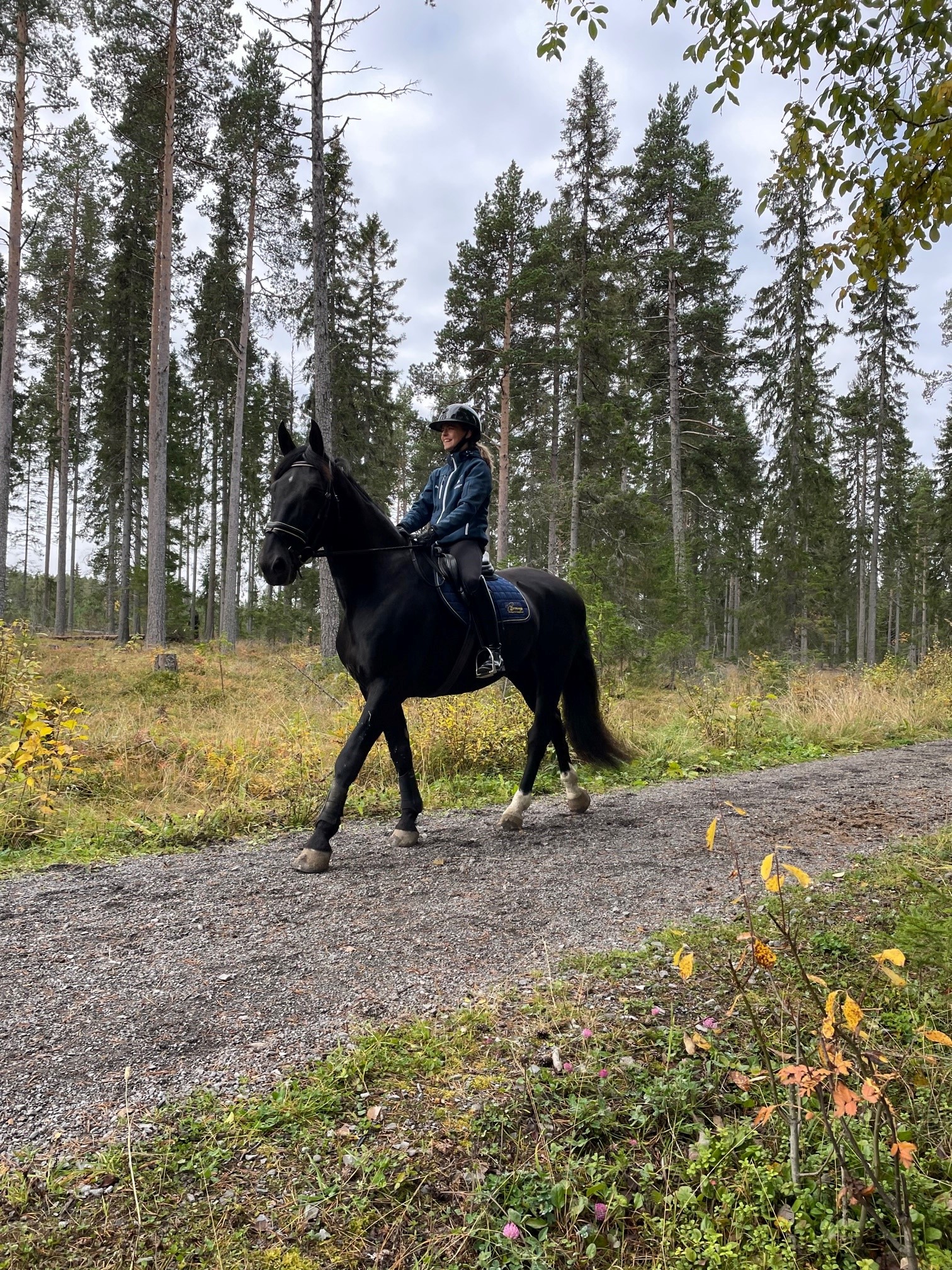 häst på ridled