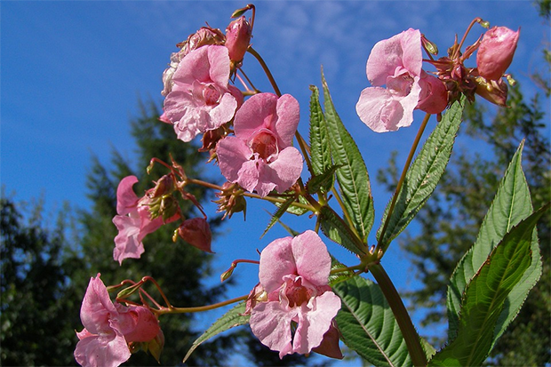 Rosa blommor och gröna blad mot en blå himmel