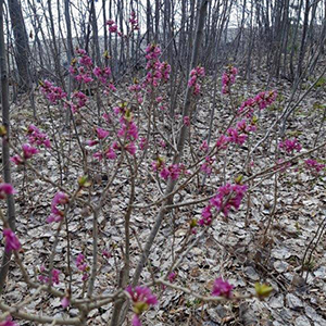 Blommande tibast - violetta blommor på bar kvist