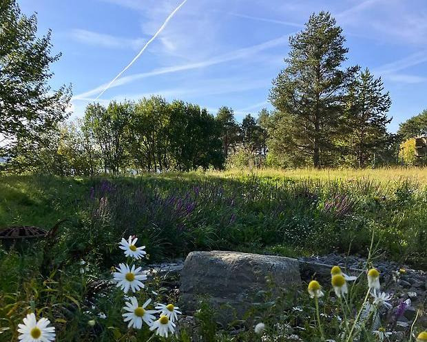 Blommor gräs, träd och blå himmel