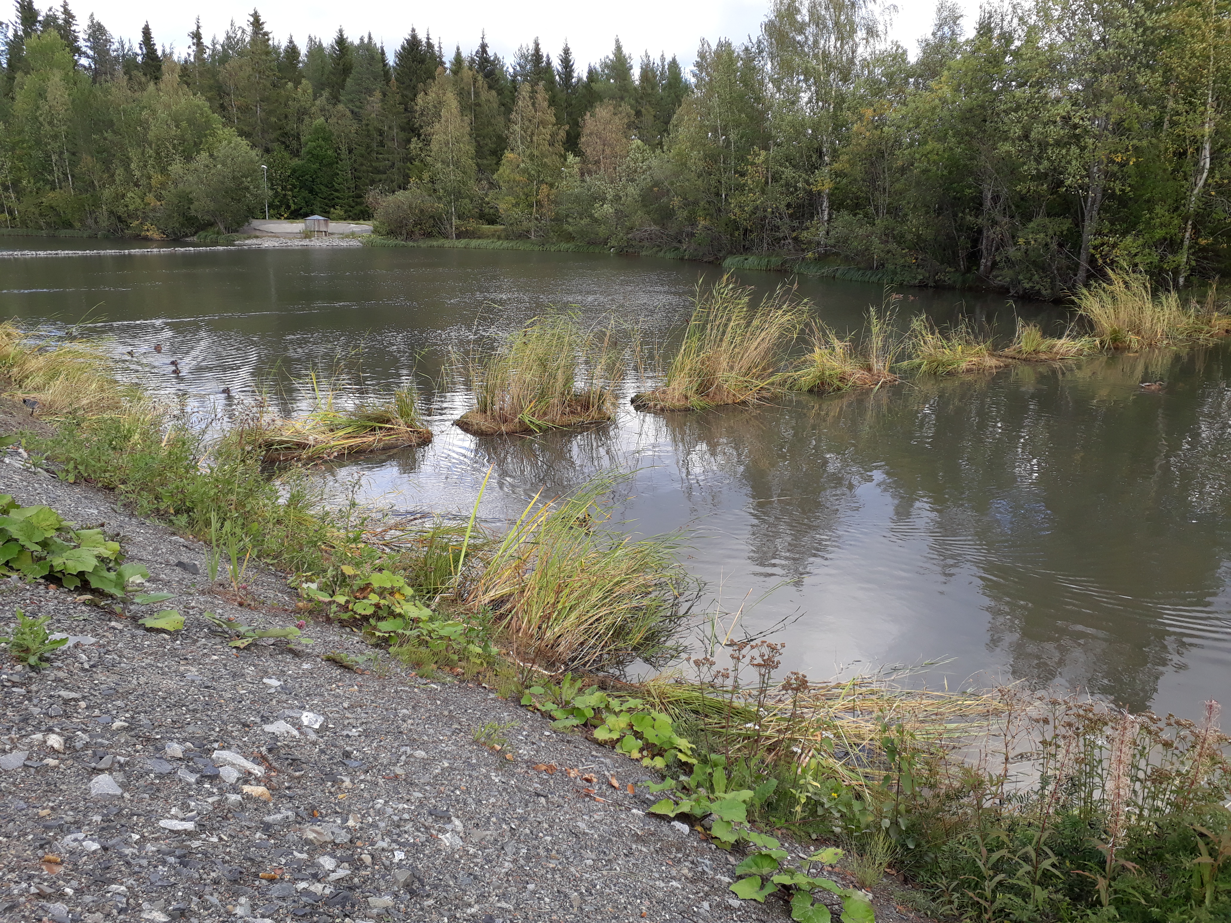 Reningsbassängerna för dagvatten vid Storsjöstrand