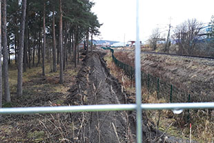 Tallar och en grävning längs järnvägen.