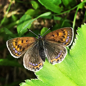 Den violetta guldvingen har guldfärgade vingar med violetta stänk längs kanterna eller med ett violett skimmer över hela vingen. 