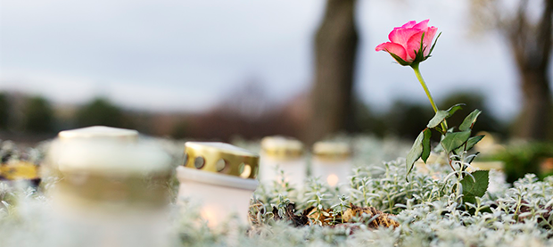 En grav prydd med en rosa ros och flera gravljus