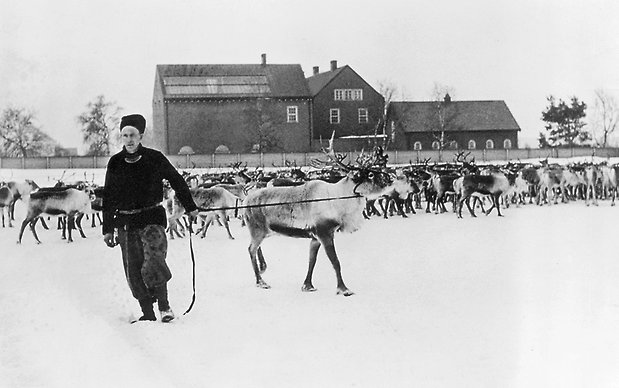 Svartvitt foto på renar framför en byggnad.