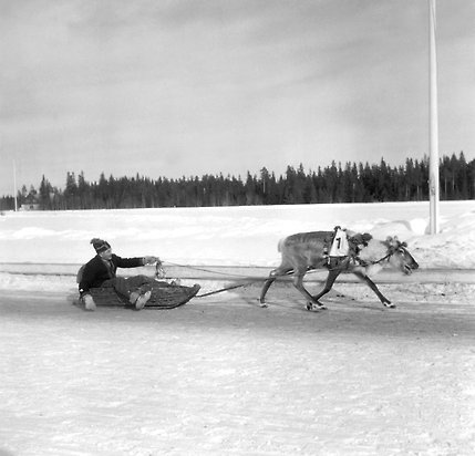 Svartvitt foto på ren som drar en släde.