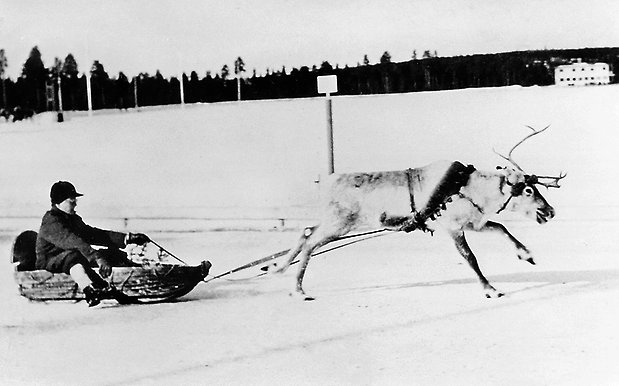 Svartvitt foto på person som åker kälke efter en ren.