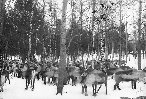 Svartvitt foto på renhjord i skog.