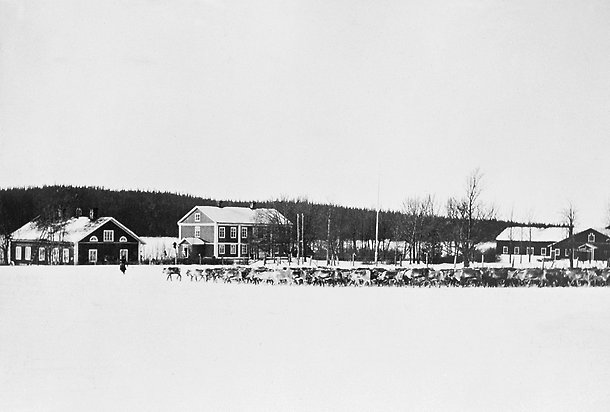 Svartvitt foto på renhjord