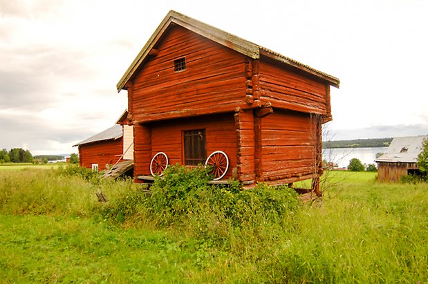 Rött häbre.