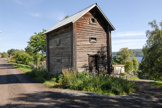 Grått häbre.