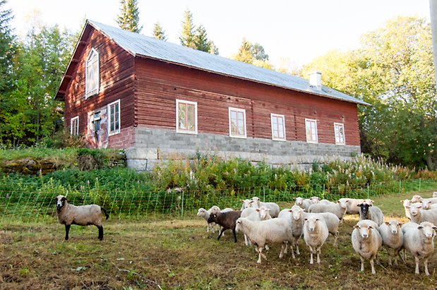 Hölje 1:21. Ladugård med sten grund och röd panel med fönster med spröjs.