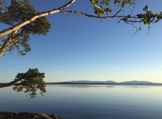 Sommarbild på en stilla sjö med träd hängande ut över vattnet. Fjäll i bakgrunden