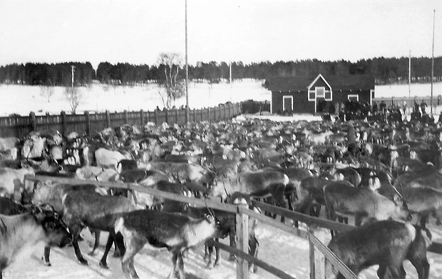 Svartvitt foto på renhjord.