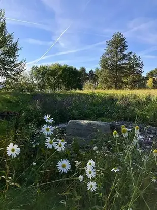 Vita blommor framför en grönskande park