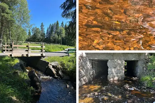 Kollage med naturbilder