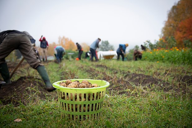 En trädgårdskorg med potatis står på odlingsmark.