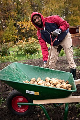 Galeta står bakom en skottkärra fylld med potatis